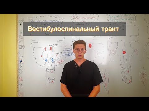 Видео: Система антипадения твоего тела: Вестибулоспинальный тракт