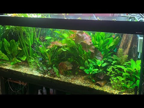 Видео: 400 литровый эхинодорусник как я выращиваю эхинодрусы детально!