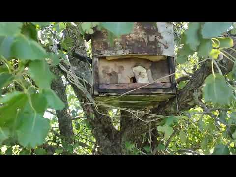 Видео: Проверка ловушек на пчёл. И снова пчёлы на деревьях дома.