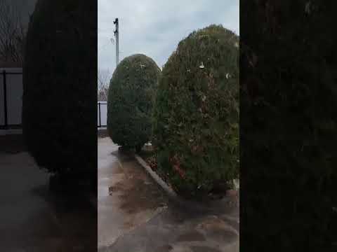 Видео: 29 октября 2025 г.