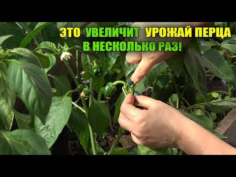 Видео: ПЕРЕЦ!ГЛАВНЫЙ СЕКРЕТ ВЫРАЩИВАНИЯ ПЕРЦА ПОСЛЕ ПОСАДКИ!