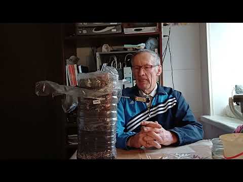 Видео: Результат настольных прививок и стратификации виноградных черенков на 20-й день.