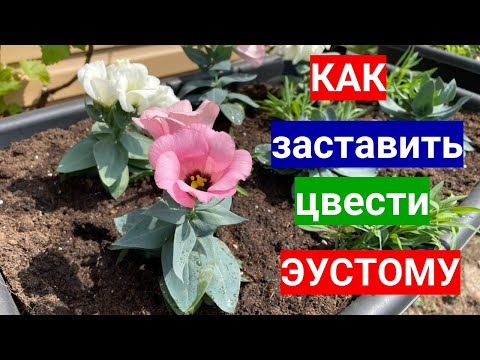 Видео: ЭУСТОМА ЗАЦВЕЛА! Как добиться божественного цветения и вырастить розу эустому