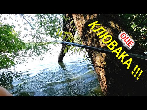 Видео: КОРОП КЛЮЄ НА ВСІХ ТОЧКАХ! Ловлю на горох