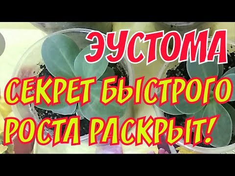 Видео: Эустома | Успешный результат реанимации лизиантуса | Секрет для быстрого роста!