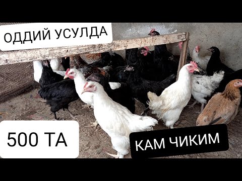 Видео: УЙ ШАРОИТИДА ТОВУК БОКИШ БИЗНЕСИ 500 ТА
