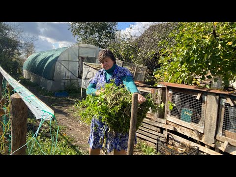 Видео: Прибираю огіркову грядку, останній огірок // полуницю пересаджую на нове місце.