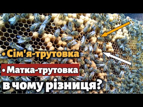 Видео: Бджоли-трутовки та матка-трутовка. Як побачити різницю?