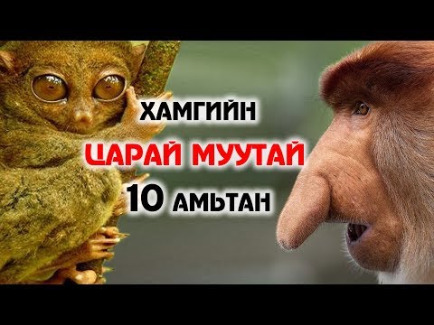 Видео: ХАМГИЙН ЦАРАЙ МУУТАЙ, ЭВГҮЙ ТӨРХТЭЙ 10 АМЬТАН