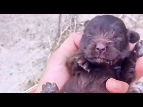 Видео: Я нашел заброшенного новорожденного щенка на обочине на обочине, и он стал моей семьей!