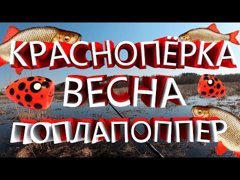 Видео: ПОПЛАПОППЕР РАДУЕТ В ЗАПРЕТ!!! ПОСМОТРИ КАК!