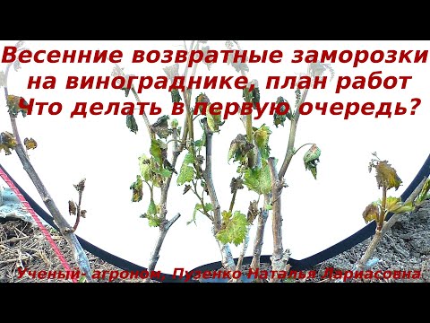 Видео: Весенние возвратные заморозки на виноградниках  и план работ что бы получить урожай. Пузенко Н.Л.