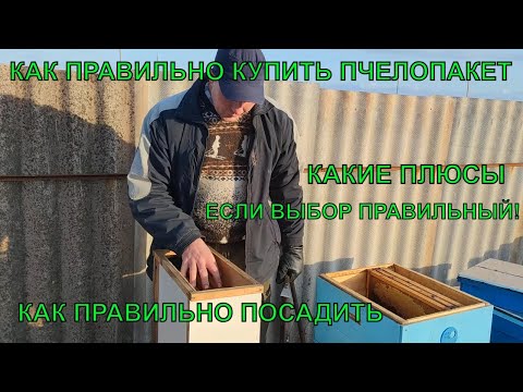 Видео: Пчеловодство для начинающих как правильно купить пчелопакет и как правильно его посадить ✅☝️💡