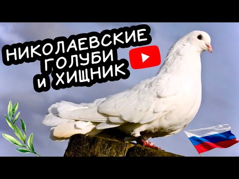 Видео: Николаевские голуби и хищник. Красная Глинка Самара 🇷🇺 2025