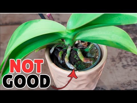 Видео: ремонт мини-орхидеи из супермаркета