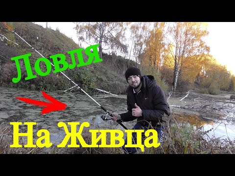Видео: Насадил живца оставил, а там.. Хищник на каждом забросе Ловля окуня на живца осенью 2018