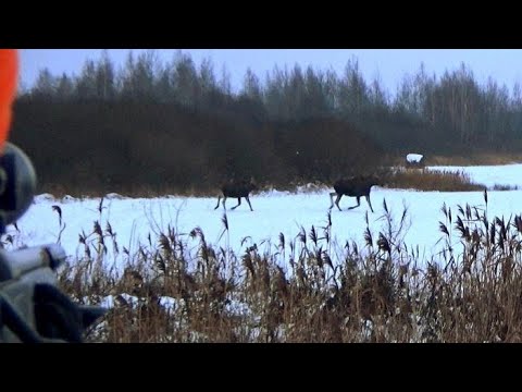 Видео: ЭТО НАДО ВИДЕТЬ!!! БЛОГЕР НА ЗАГОННОЙ ОХОТЕ))) ЧУТЬ ВСЕ НЕ ПРОЕ.........