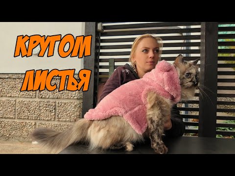 Видео: ВЛОГ: Длинный осенний день листьев // Мучаю Мусю