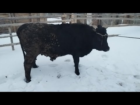 Видео: Үйдегі шаруашылыққа шолу