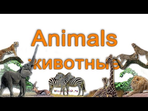 Видео: Животные на английском языке.  English Vocabulary - Animals