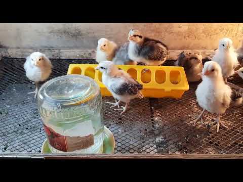 Видео: Барковская баравистая тауықтары🐔 , балапандары🐥 , огород көктемдегі өзгерістер !✌🏿 балапан өсіру 🐣