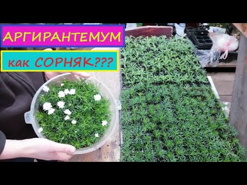 Видео: Итоги осеннего черенкования Аргирантемума- Перспективный как Горшечный цветок и для открытого грунта