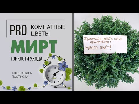 Видео: Растение для дома - Мирт. Секреты ухода | Как вырастить миртовое дерево дома без особых хлопот