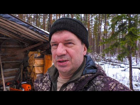 Видео: Собаки добыли мне лося.  Ветка создает проблему.