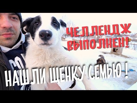 Видео: Счастливая история щенка Панда! Челлендж выполнен!