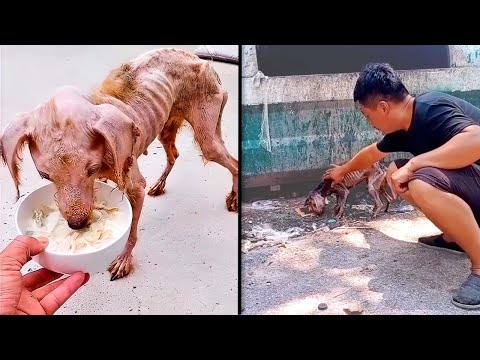 Видео: 35 Добрых Поступков, Которые Вернут Вам Веру в Человечество