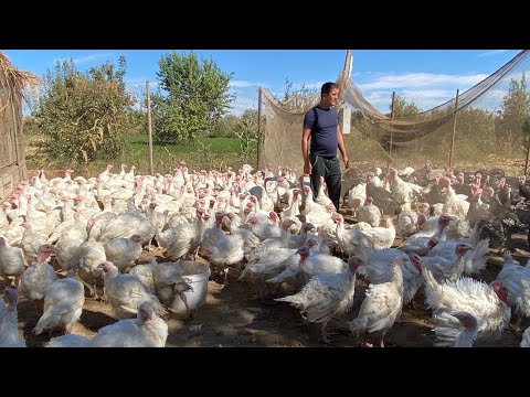 Видео: БИГ 6 🦃 БРОНЗА 708 КУРКАЛАРИ СОТИЛАДИ НИЙЙАТ КИЛГАНЛАР БИТТА ЛАЙК👍 БОСИНГ ЖИГАР ❤️