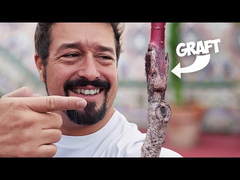 Видео: Обновление Cherry Tree №6 – От семени до дерева, 4 года спустя!