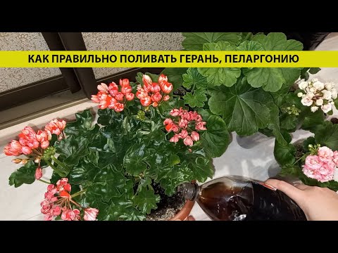 Видео: Как правильно поливать Герань или Пеларгонию на разных стадиях развития цветка