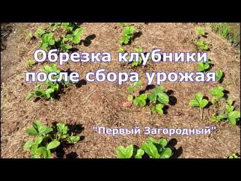 Видео: Обрезка клубники и уход после сбора урожая. Обрезка или скашивание? Нехитрые правила уходу за ней.