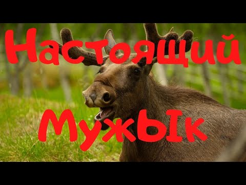 Видео: Не становитесь Настоящими Мужчинами