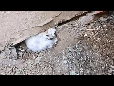 Видео: Кошка за окном мяукала всю ночь — её котёнок застрял в щели стены и срочно нуждался в помощи!