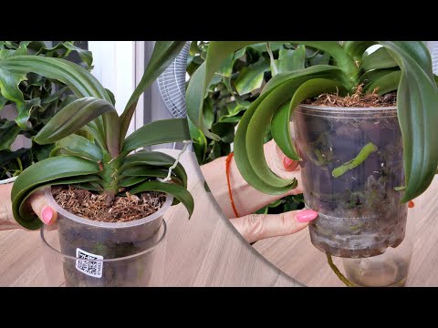 Видео: Растём НЕ ЦВЕТЁМ, НЕ растём НЕ цветём. КАК её ПОНЯТЬ?! Орхидея ЗАМОРОЧКА.