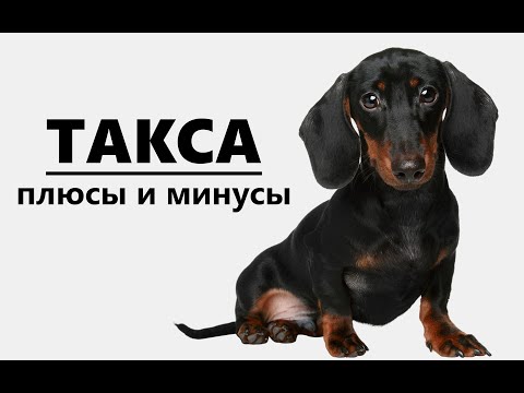 Видео: ТАКСА. Плюсы и минусы породы dachshund