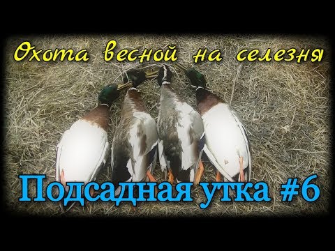 Видео: Подсадная утка и охота с ней #6. Удачная охота весной на селезня кряквы. Как добыть селезня весной.