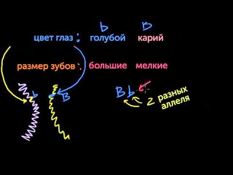 Видео: Введение в наследственность (видео 1) | Классическая генетика | Биология