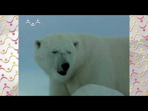 Видео: Шишкин Лес.  Комнатные растения