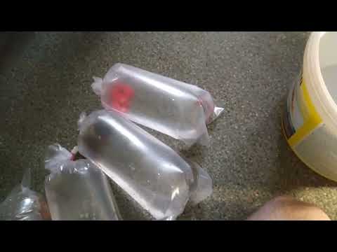 Видео: Где лучше купить аквариумных рыб ? В Москве на рынке Садовод у перекупов или на заказ у разводчика ?