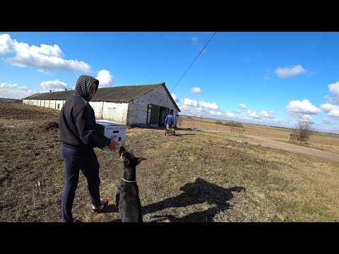 Видео: В гостях у подписчика 1 часть//Дикие свиньи,куры,кролики,перепела