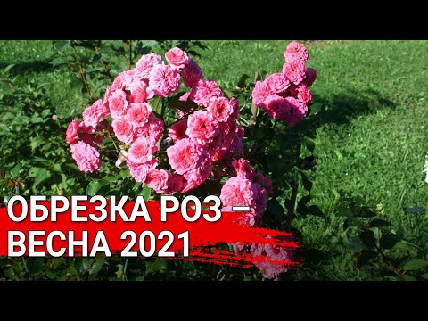Видео: Обрезка роз – весна 2021