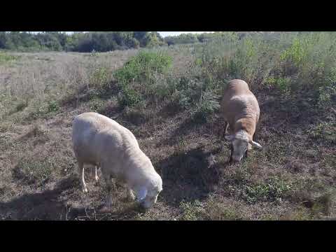 Видео: 16.08.2024 Катумские овцы. Чесный взгляд