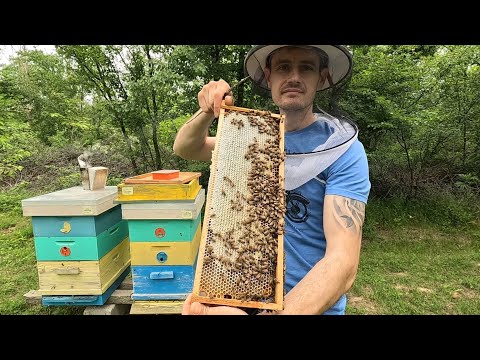 Видео: Развитие на пчелните семейства - 5