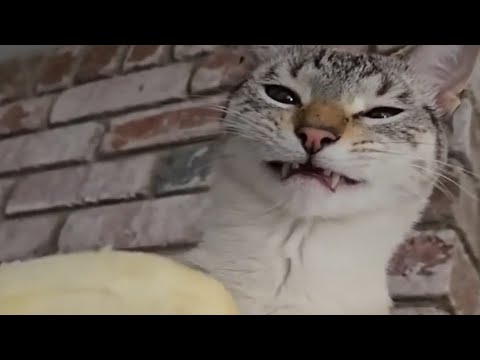 Видео: Кошачья логика такая…