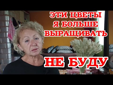 Видео: Выращивать не выгодно: людям становятся плохо от цены на букет из этого растения 🌾