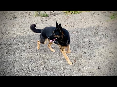 Видео: Эти собаки охотники