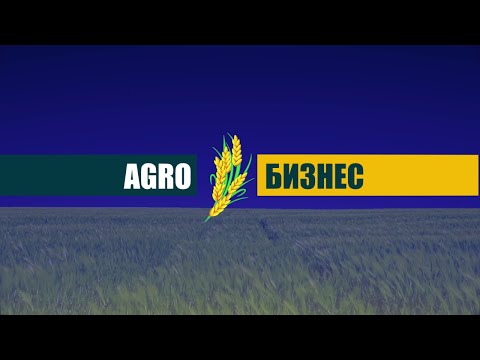 Видео: «Агробизнес» // Посевная кампания в регионе